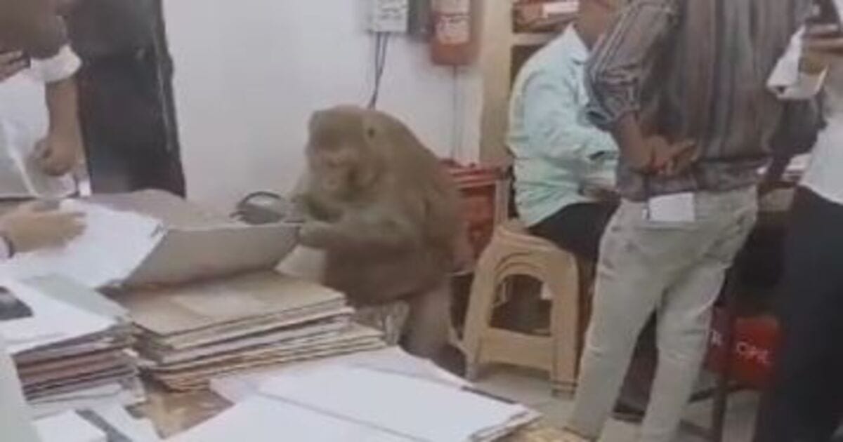 Monkey Viral Video