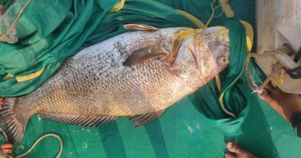 Kachidi gold Fish