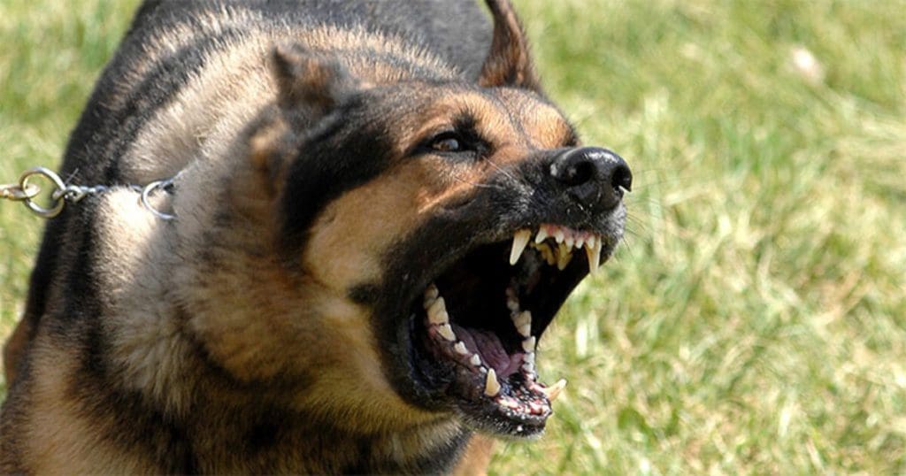Street Dog attack