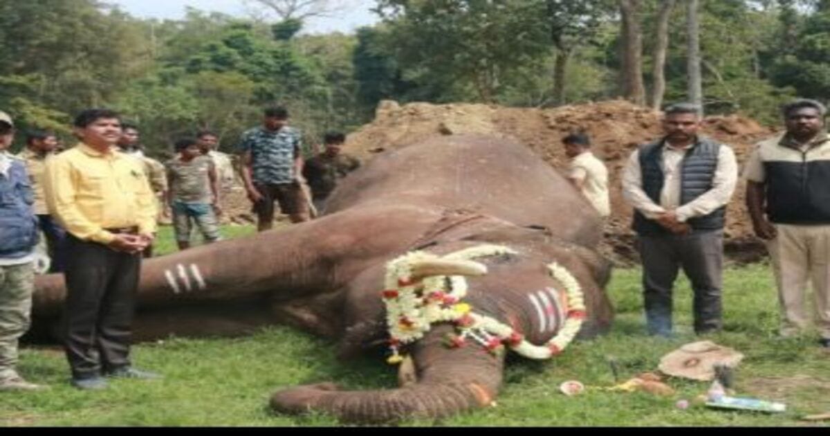 Elephant Death