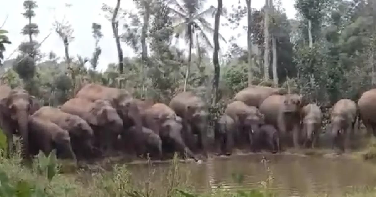 Hassan Elephant Attack