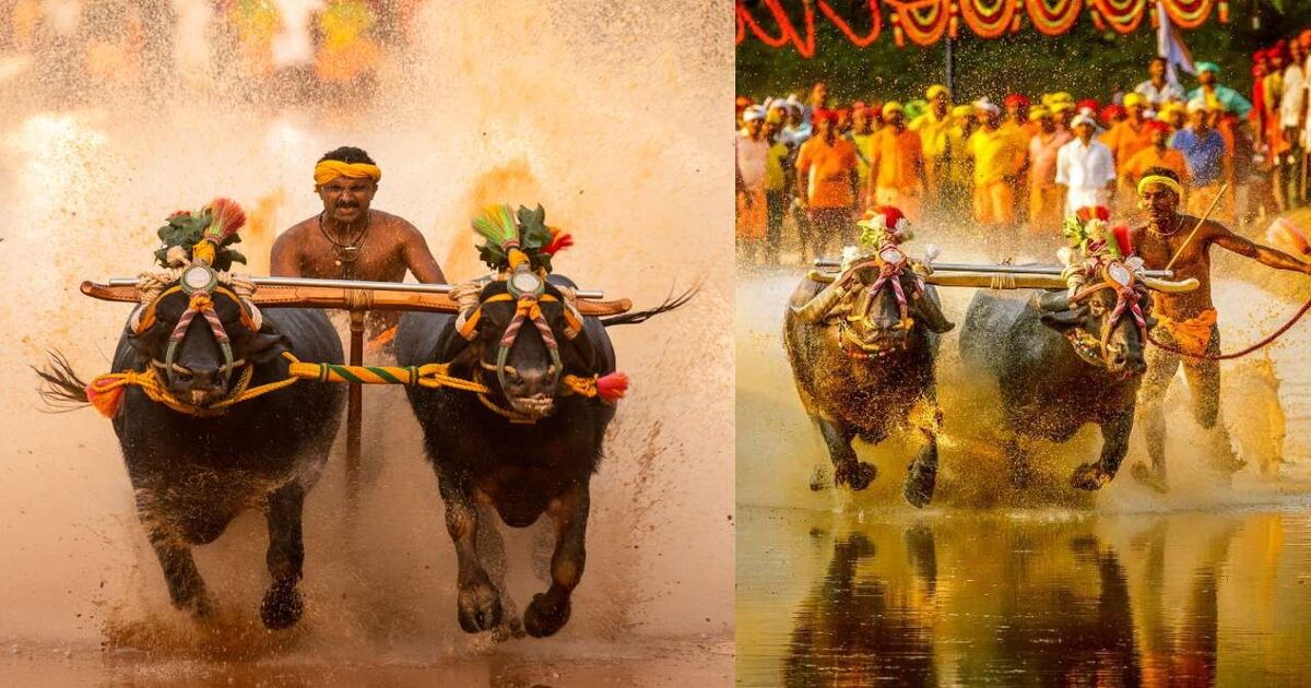 Bengaluru kambala