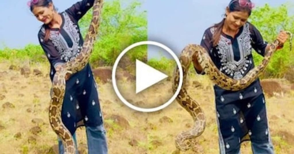 Python viral video
