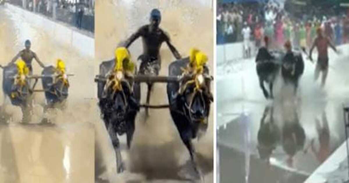 Bengaluru Kambala winners