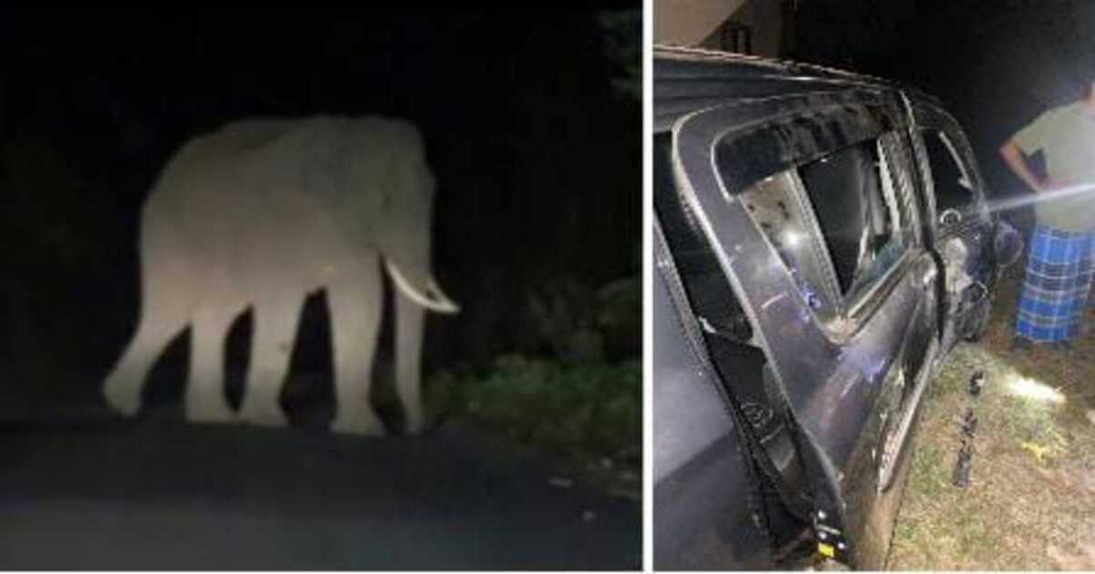 Belthangady elephant attack