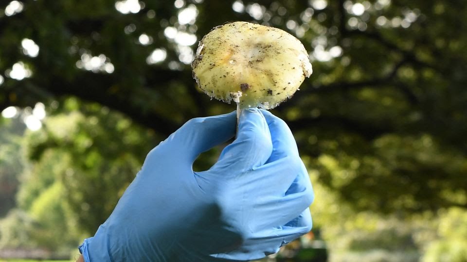 Death Cap Mushroom