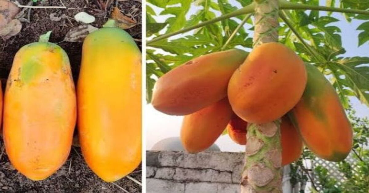 Side Effects Of Papayas
