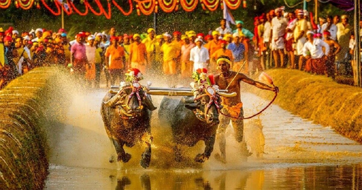 Bengaluru kambala