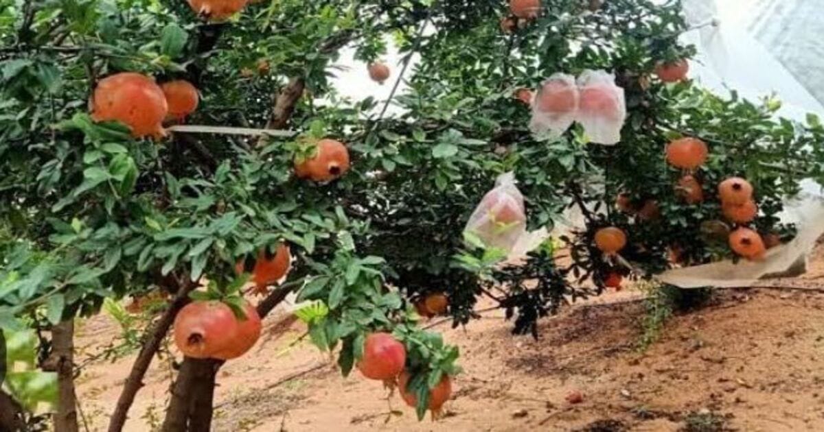 Destroyed Pomegranate Trees