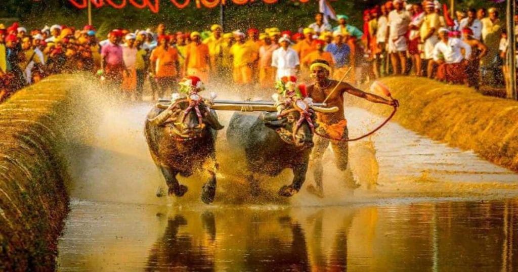 Bengaluru Kambala
