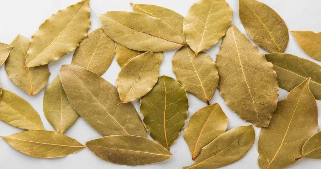 Bay Leaf Tips