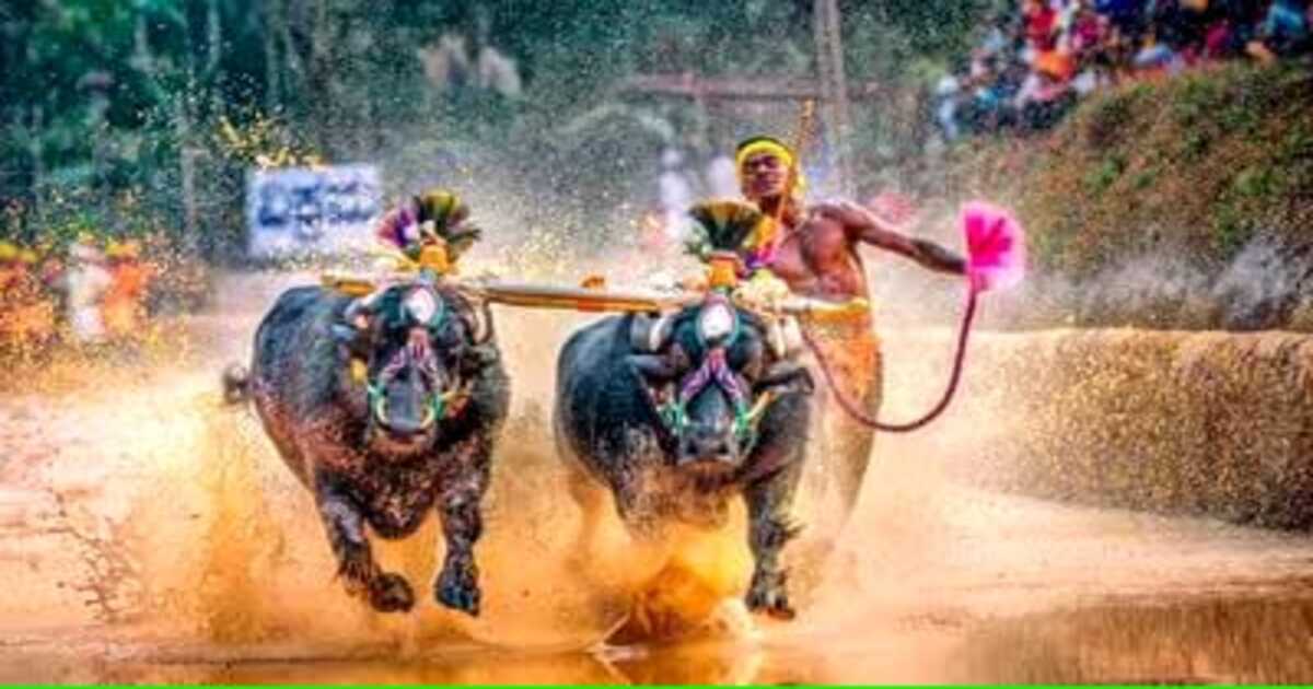 Bengaluru Kambala