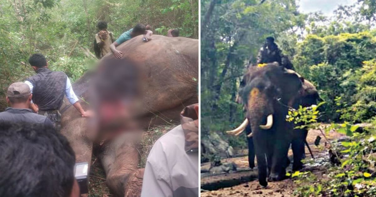 Arjuna elephant death case