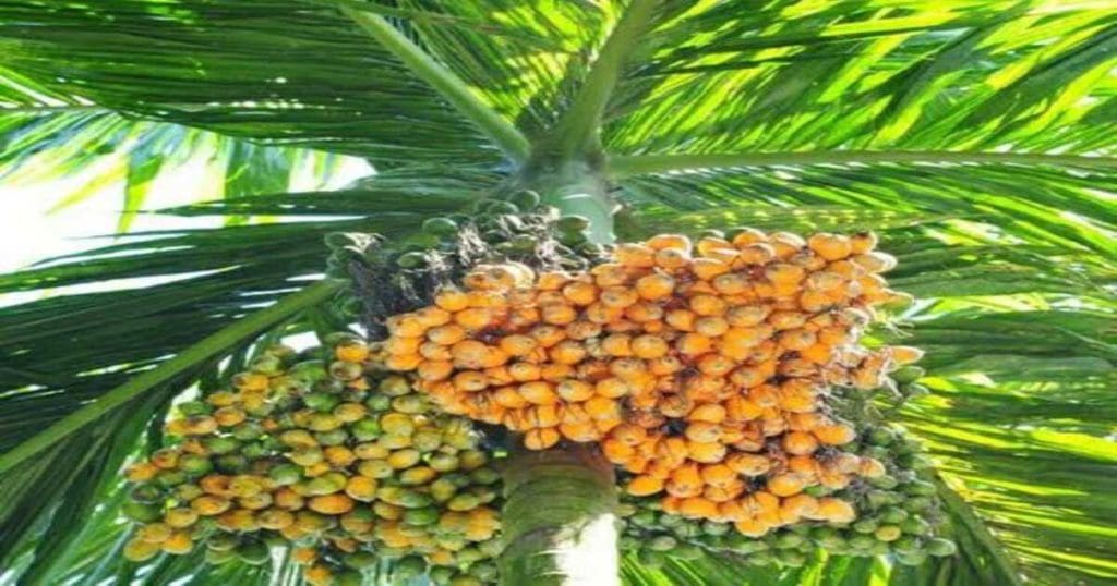 Arecanut plant