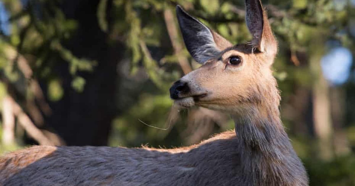 Zombie Deer Disease