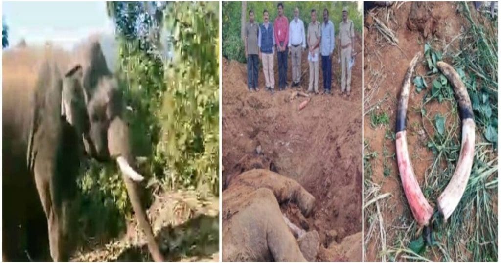Elephant death