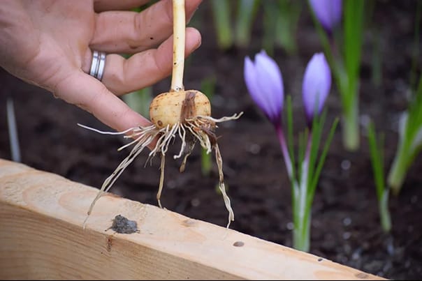 Agricultural Idea