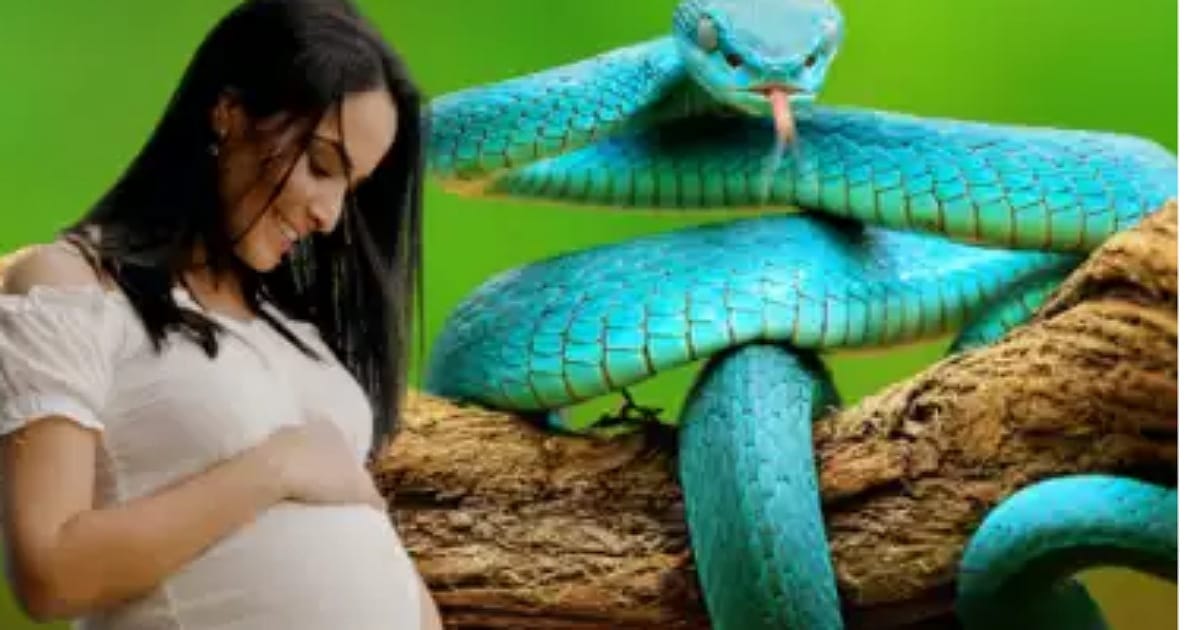 Pregnant Women And Snake