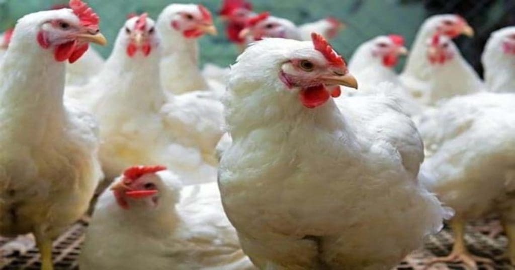 Broiler chicken