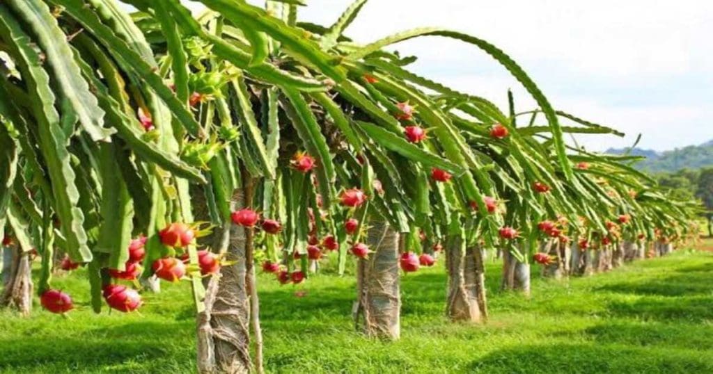 Dragon Fruit