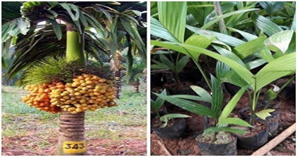 Arecanut