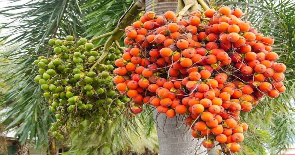Arecanut