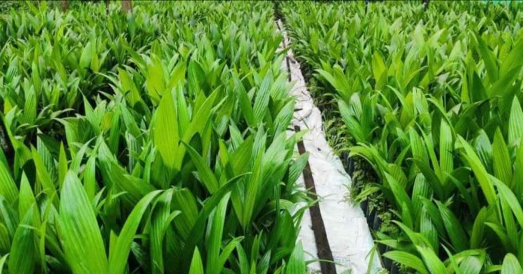 Arecanut Farming
