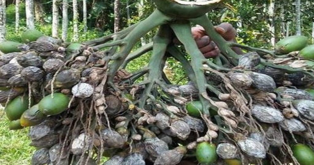Arecanut Cultivation