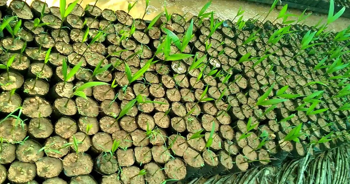 Arecanut Farming