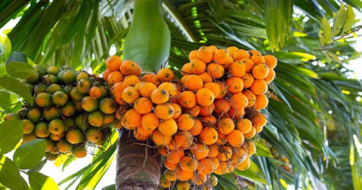 Arecanut farming