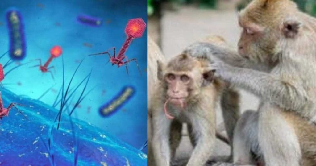 KFD Virus