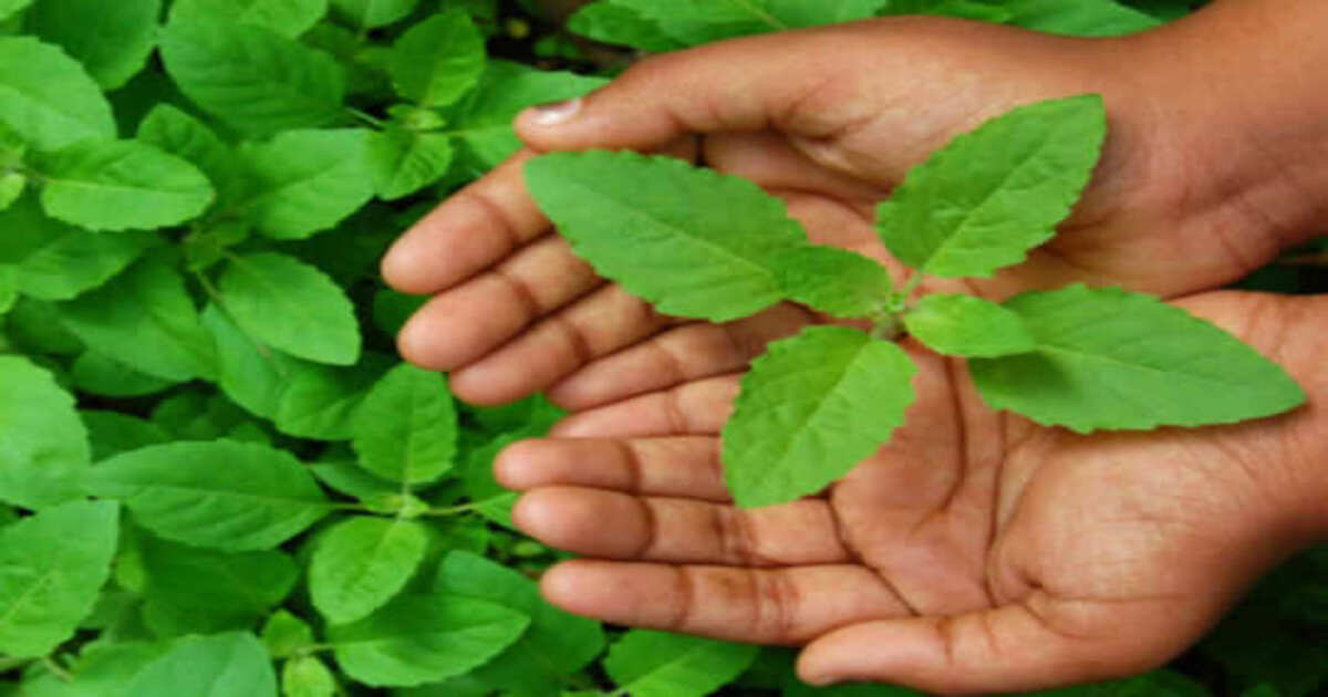 Tulsi Leaves Color