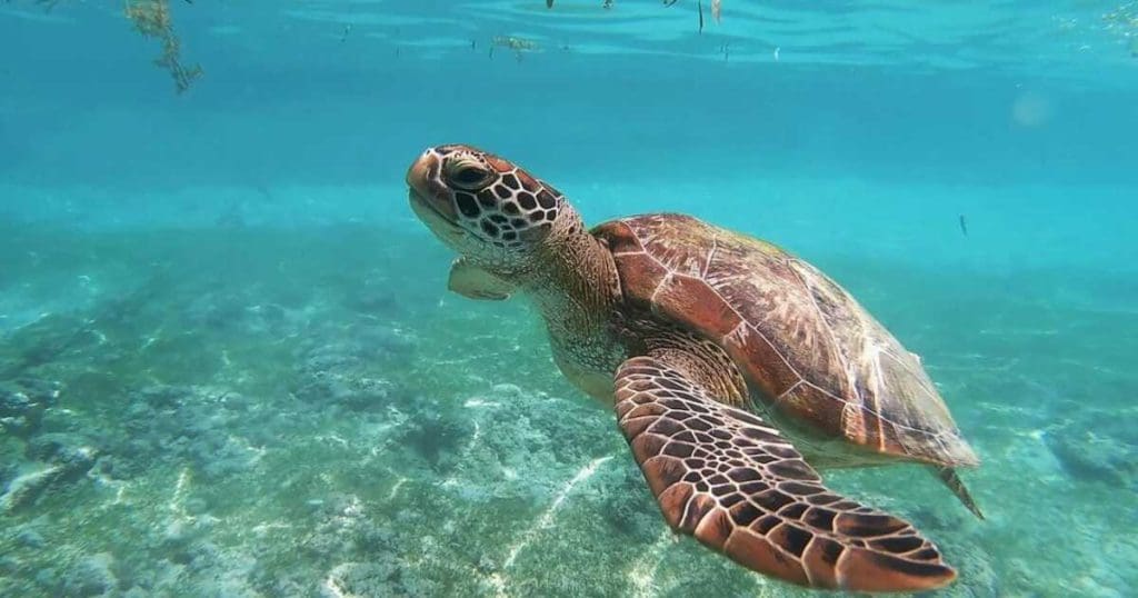 Turtle Meat