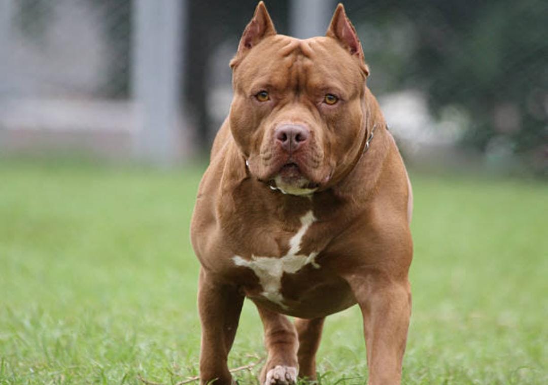 Pitbull Dog