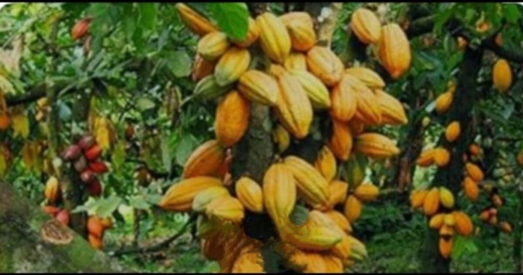 Price Of Cocoa