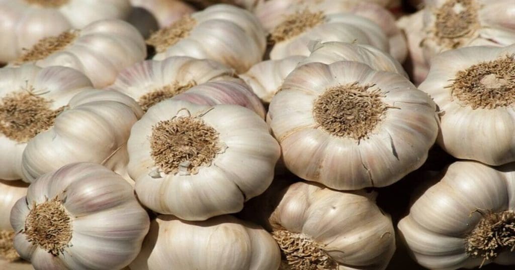 Garlic Price