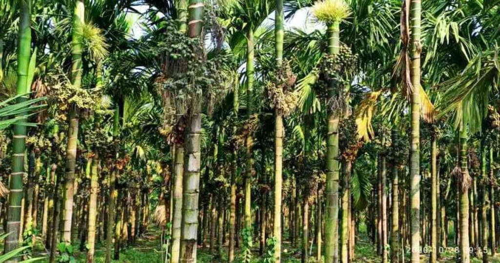 Arecanut Farming
