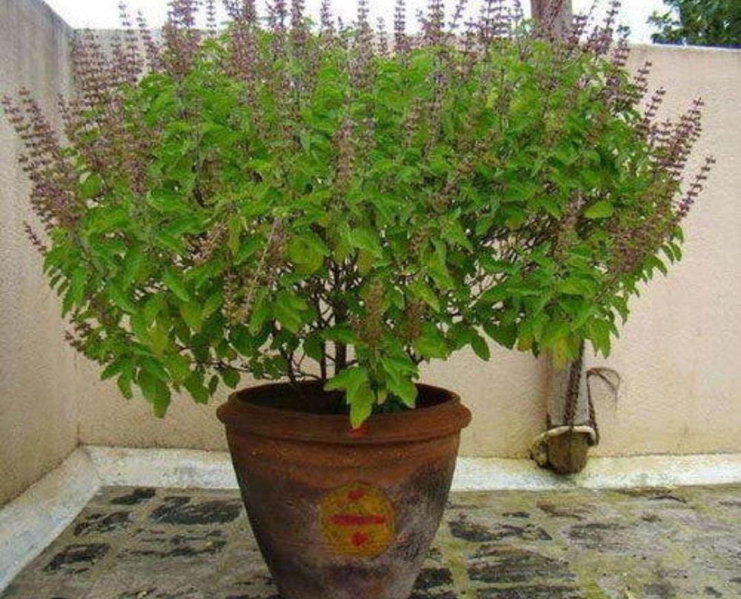 Tulsi Plants