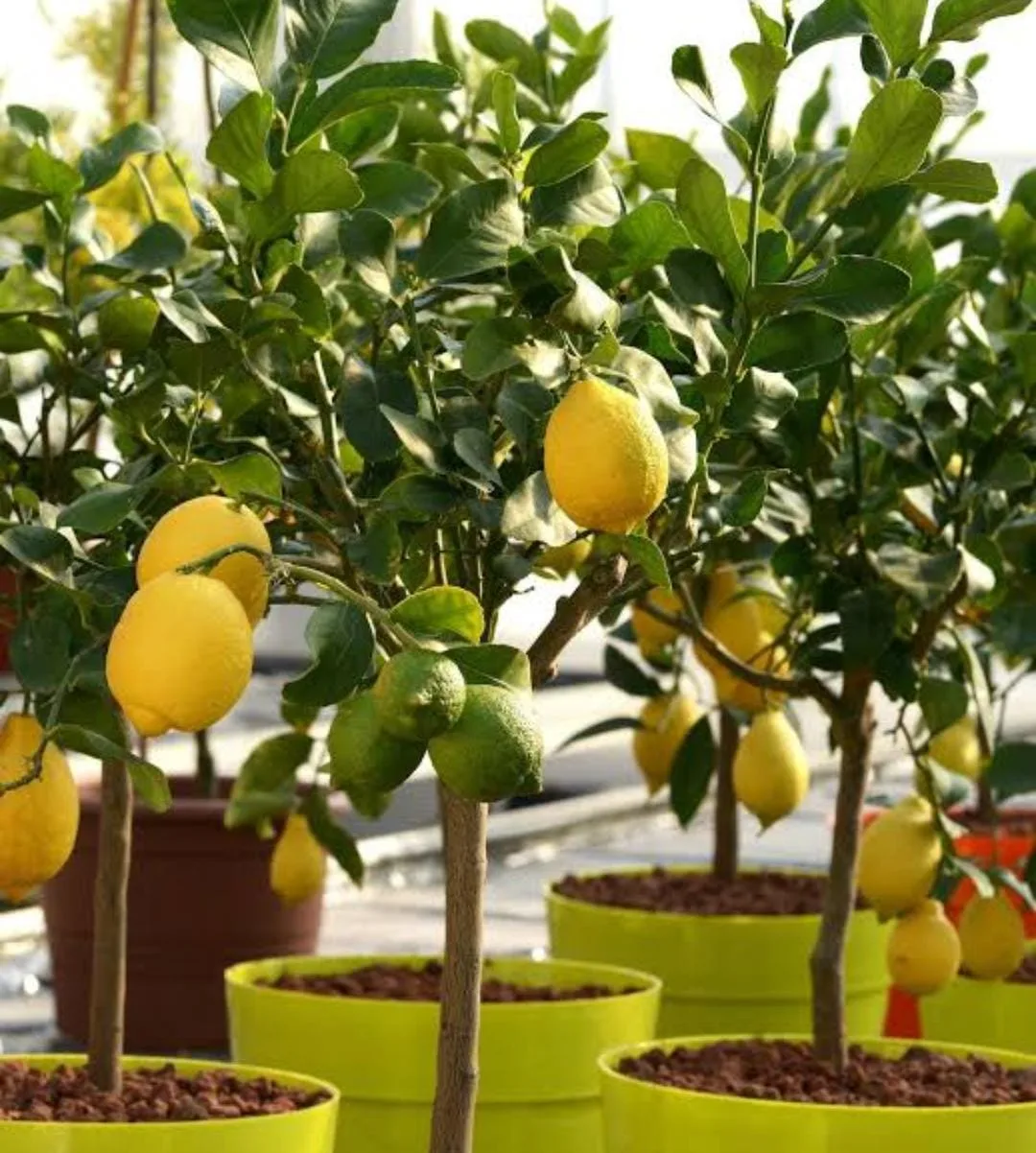 Kitchen Gardening