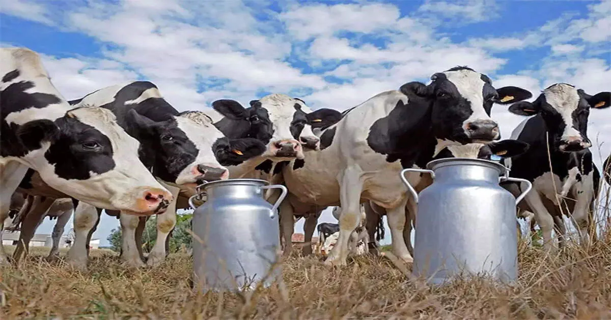 Increasing milk yield in cows