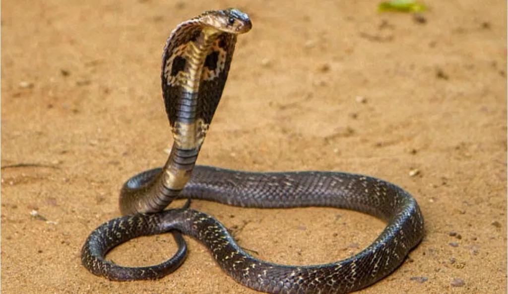 Snake Free State