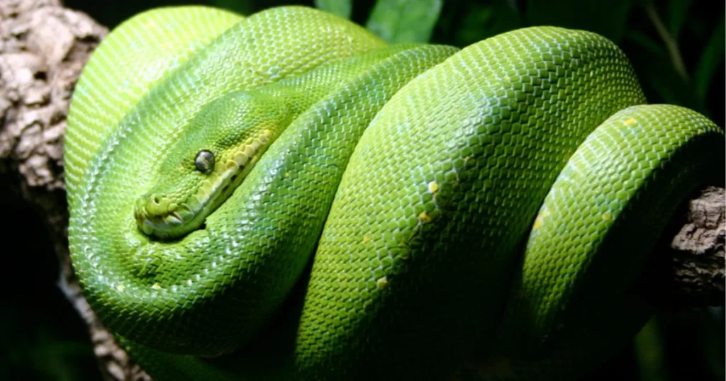 Snakes