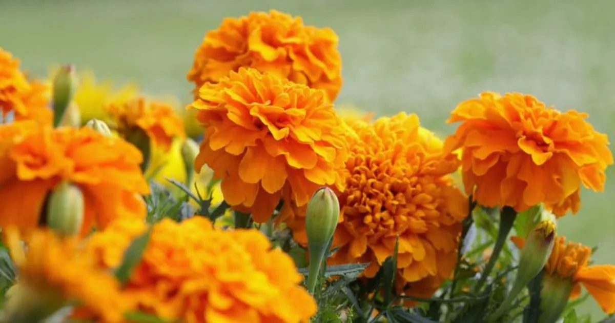 Marigold Flower