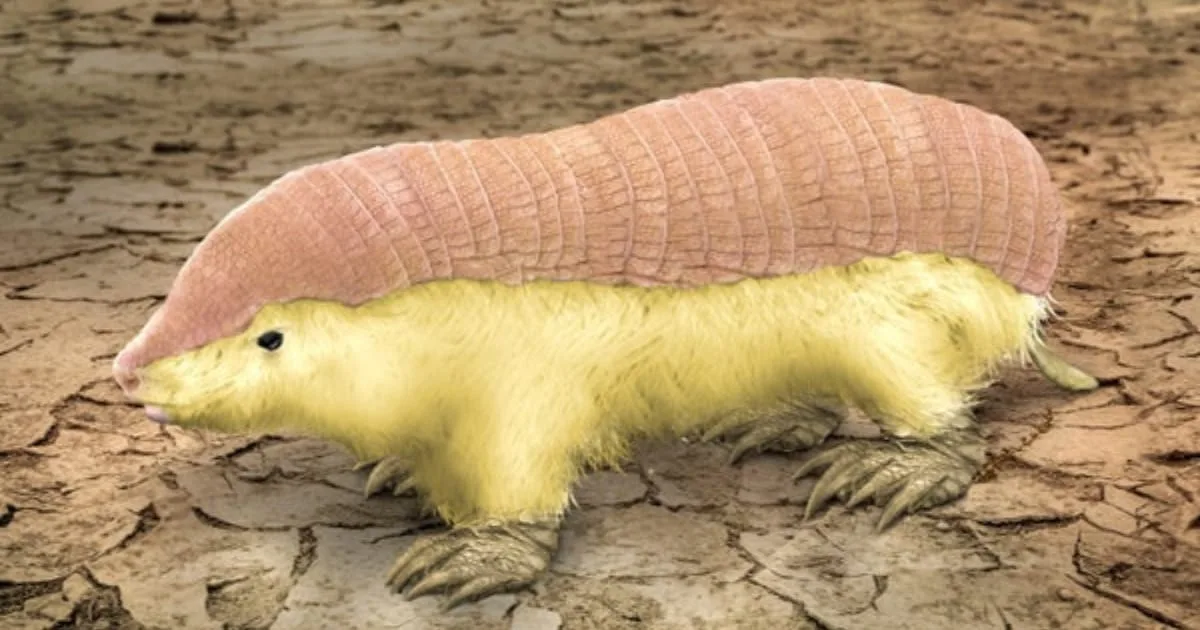 Pink Fairy Armadillo