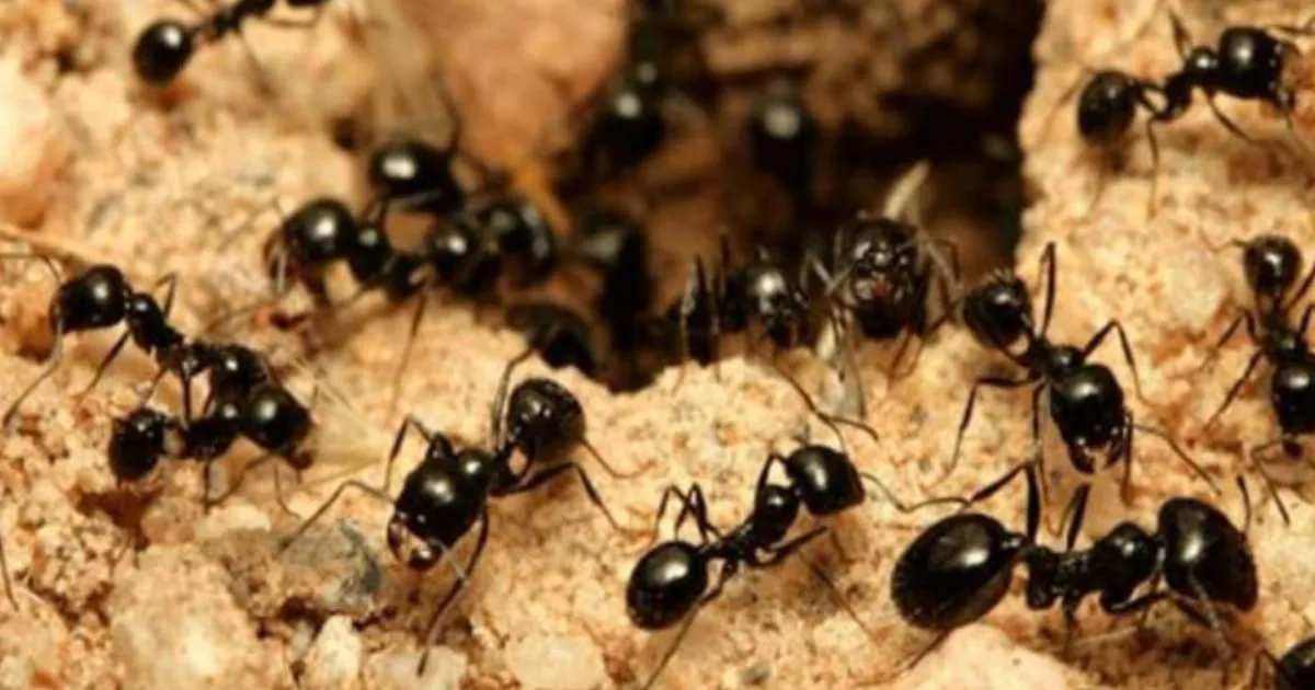 Black Ants