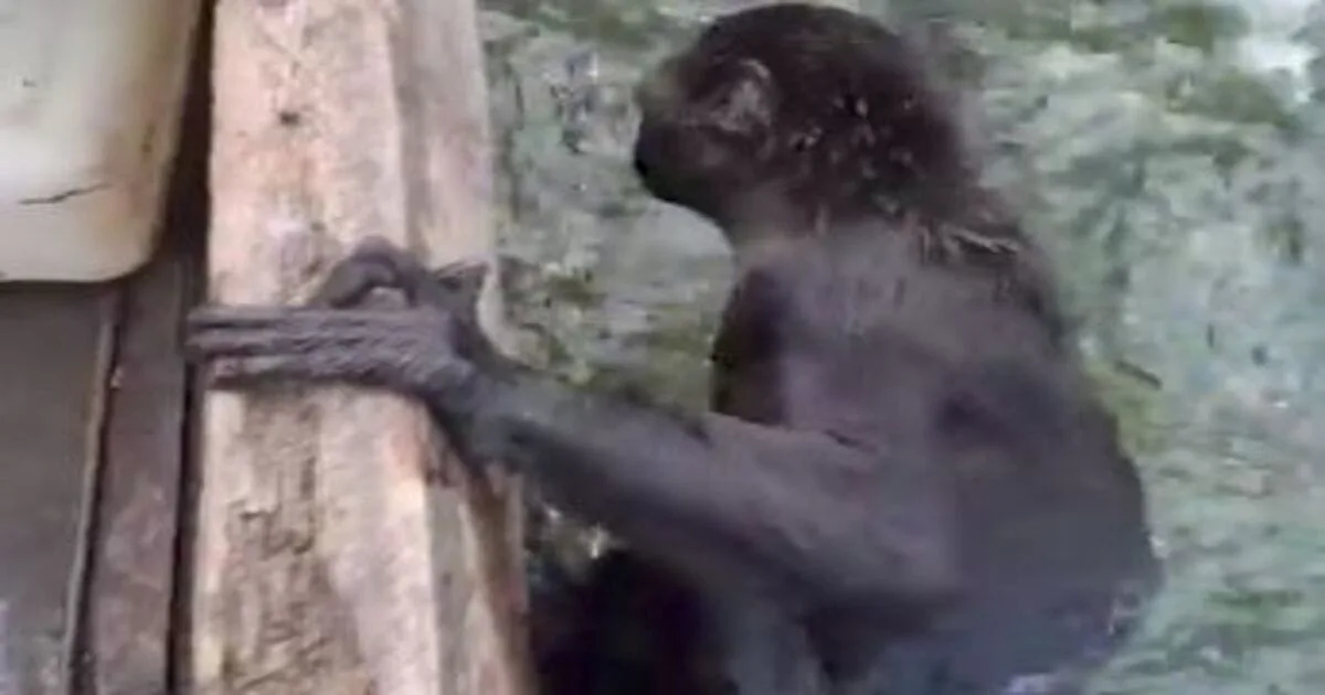 Monkey Viral video