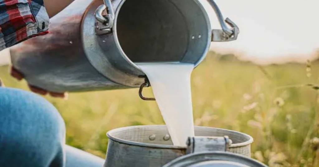 Milk Curdling in Summer