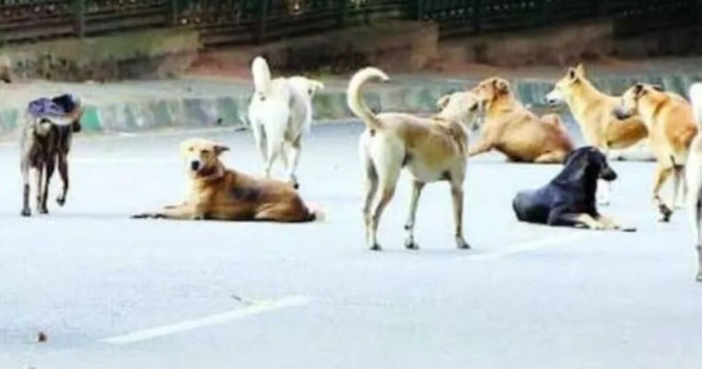 Stray Dog