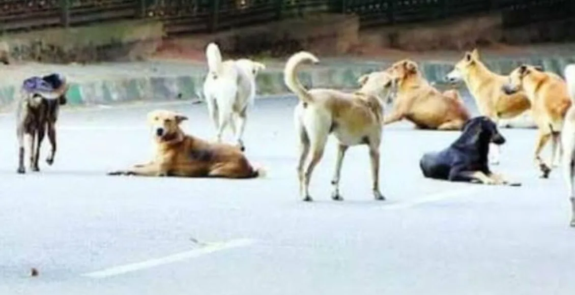 Stray Dog