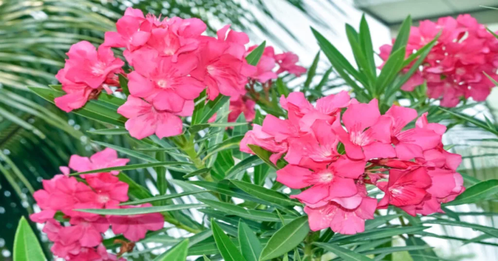 Kerala